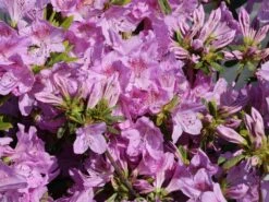 Japanische Azalee 'Ledikanense' -Günstiges Erd Seele Geschäft japanische azalee ledikanense m004128 w 8