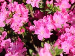 Japanische Azalee 'Maiogi'