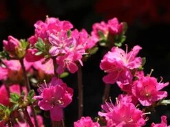 Japanische Azalee 'Maiogi' -Günstiges Erd Seele Geschäft japanische azalee maiogi m004136 w 2