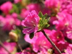 Japanische Azalee 'Maiogi' -Günstiges Erd Seele Geschäft japanische azalee maiogi m004136 w 3