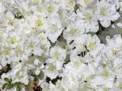 Japanische Azalee 'Maischnee' ® 17 Japanische Azalee 'Maischnee' ® -Günstiges Erd Seele Geschäft japanische azalee maischnee m049945 w 0