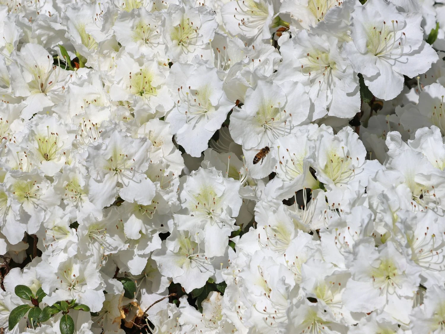 Japanische Azalee 'Maischnee' ® 7 Japanische Azalee 'Maischnee' ® – Bild 5