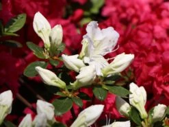 Japanische Azalee 'Maischnee' ® 16 Japanische Azalee 'Maischnee' ® -Günstiges Erd Seele Geschäft japanische azalee maischnee m049945 w 1