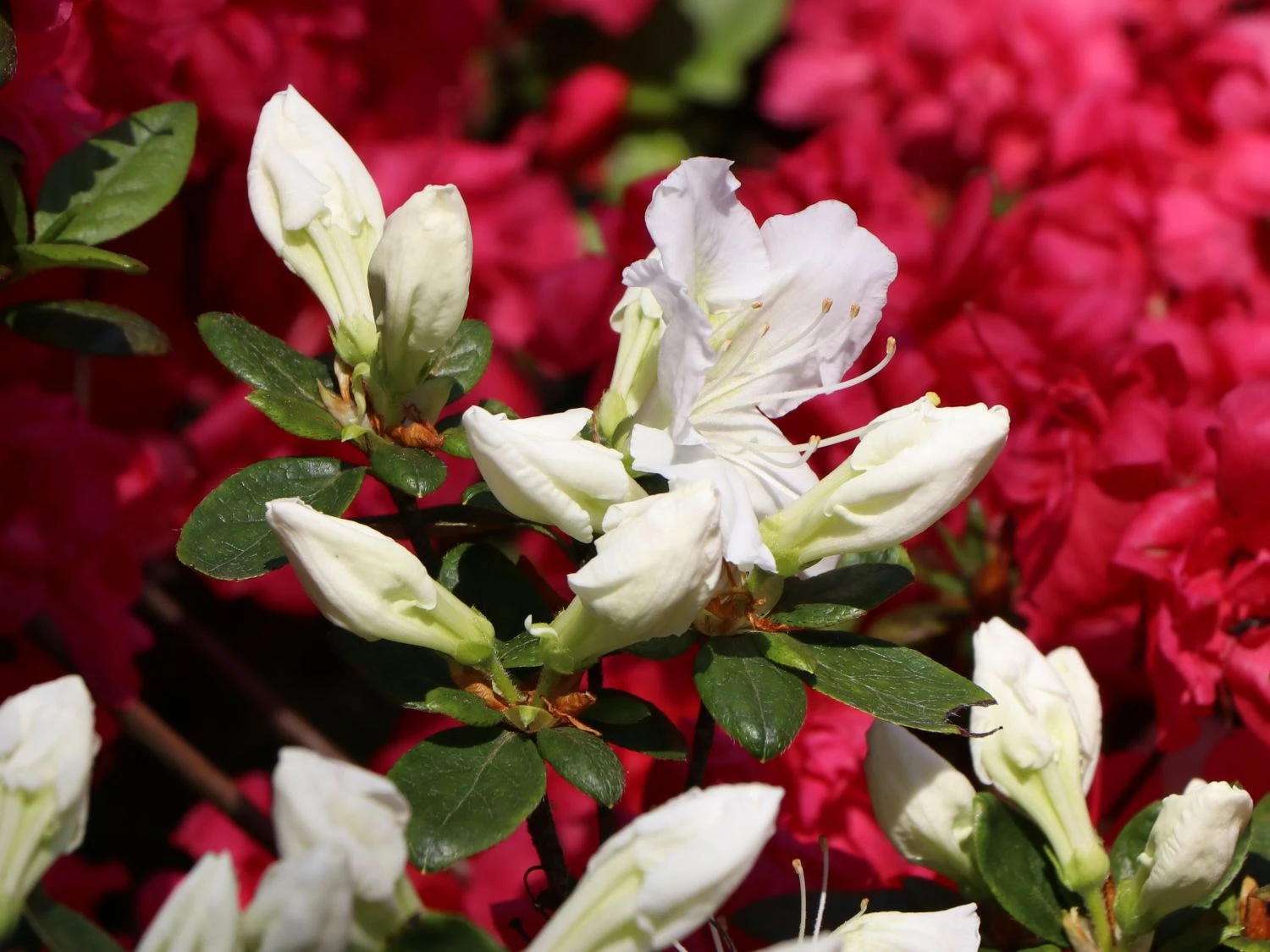 Japanische Azalee 'Maischnee' ® 6 Japanische Azalee 'Maischnee' ® – Bild 4