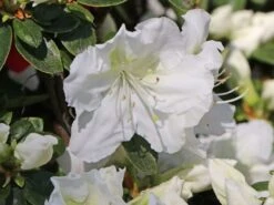 Japanische Azalee 'Maischnee' ® 18 Japanische Azalee 'Maischnee' ® -Günstiges Erd Seele Geschäft japanische azalee maischnee m049945 w 2