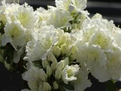 Japanische Azalee 'Maischnee' ® 22 Japanische Azalee 'Maischnee' ® -Günstiges Erd Seele Geschäft japanische azalee maischnee m049945 w 4
