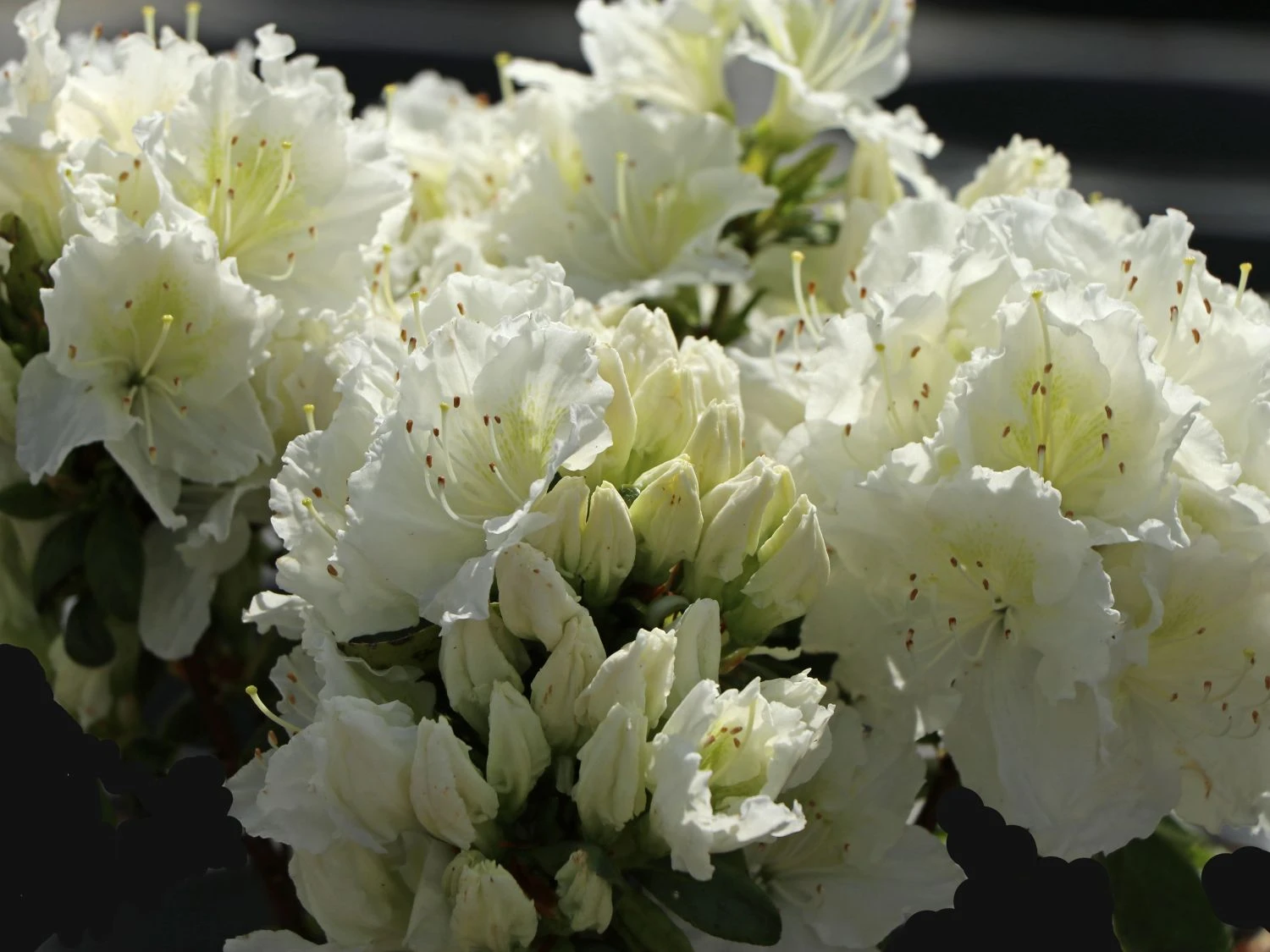 Japanische Azalee 'Maischnee' ® 12 Japanische Azalee 'Maischnee' ® – Bild 10