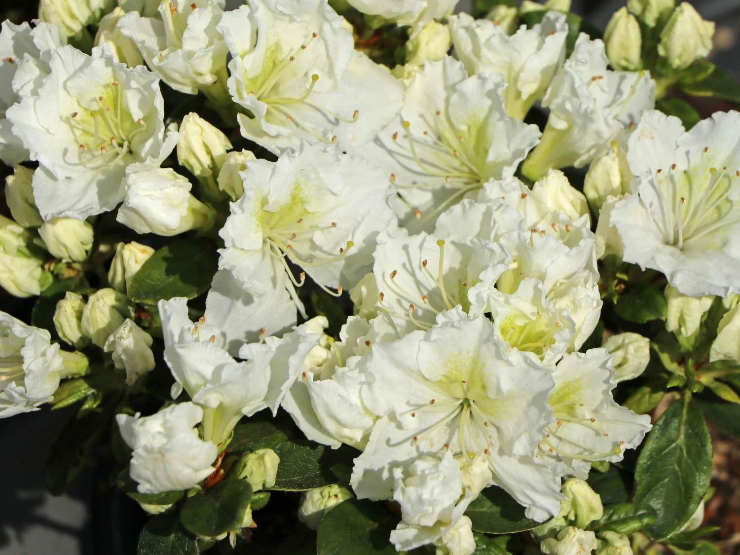 Japanische Azalee 'Maischnee' ® 10 Japanische Azalee 'Maischnee' ® – Bild 8