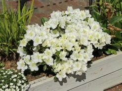 Japanische Azalee 'Maischnee' ® 15 Japanische Azalee 'Maischnee' ® -Günstiges Erd Seele Geschäft japanische azalee maischnee m049945 w 6