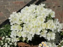 Japanische Azalee 'Maischnee' ® 23 Japanische Azalee 'Maischnee' ® -Günstiges Erd Seele Geschäft japanische azalee maischnee m049945 w 7