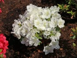 Japanische Azalee 'Maischnee' ® 19 Japanische Azalee 'Maischnee' ® -Günstiges Erd Seele Geschäft japanische azalee maischnee m049945 w 8