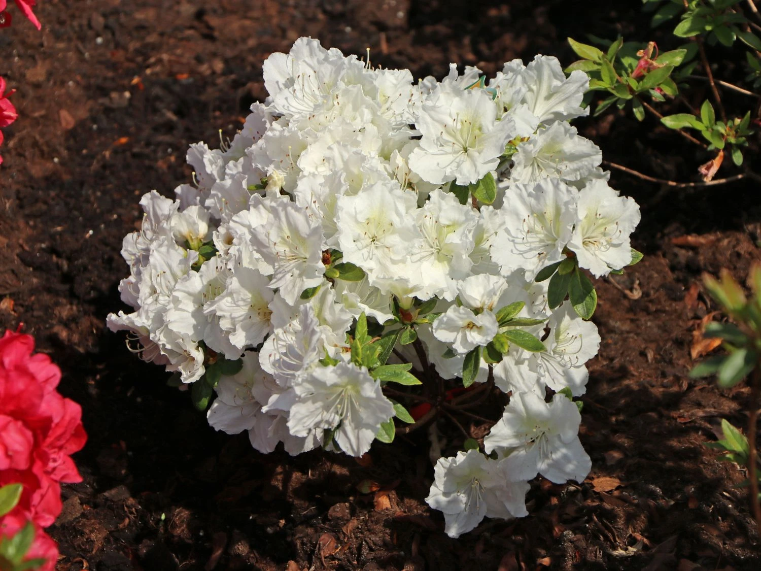 Japanische Azalee 'Maischnee' ® 9 Japanische Azalee 'Maischnee' ® – Bild 7