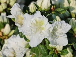 Japanische Azalee 'Maischnee' ® 14 Japanische Azalee 'Maischnee' ® -Günstiges Erd Seele Geschäft japanische azalee maischnee m049945 w 9