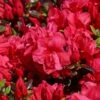 Japanische Azalee 'Maraschino' ® -Günstiges Erd Seele Geschäft japanische azalee maraschino m080523 h 0
