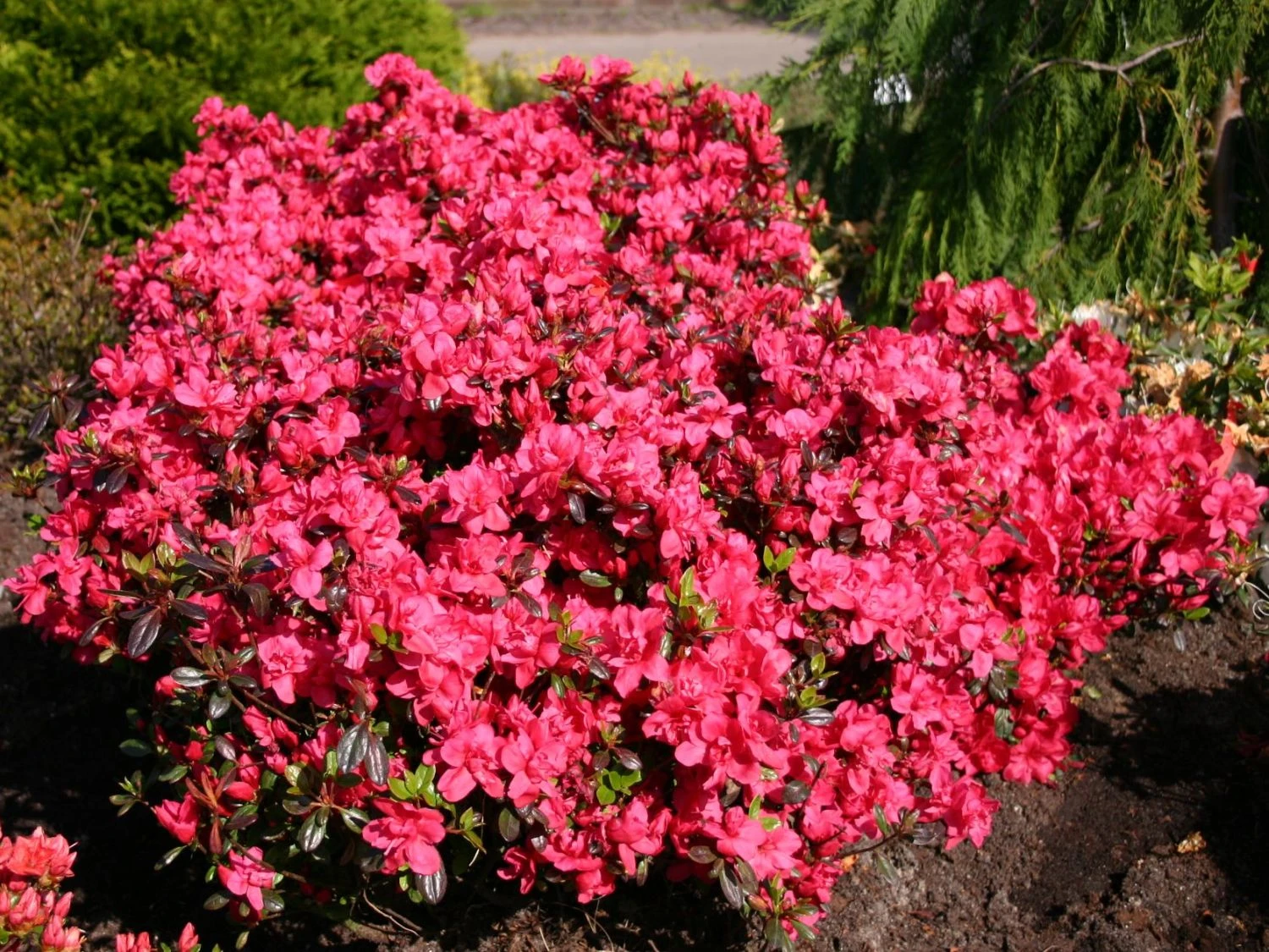 Japanische Azalee 'Maraschino' ® 4 Japanische Azalee 'Maraschino' ® – Bild 2