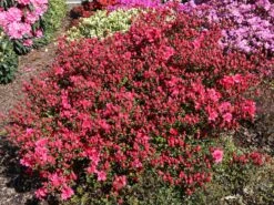 Japanische Azalee 'Maraschino' ® 12 Japanische Azalee 'Maraschino' ® -Günstiges Erd Seele Geschäft japanische azalee maraschino m080523 w 1