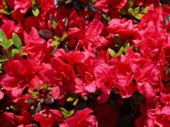 Japanische Azalee 'Maraschino' ® 13 Japanische Azalee 'Maraschino' ® -Günstiges Erd Seele Geschäft japanische azalee maraschino m080523 w 5