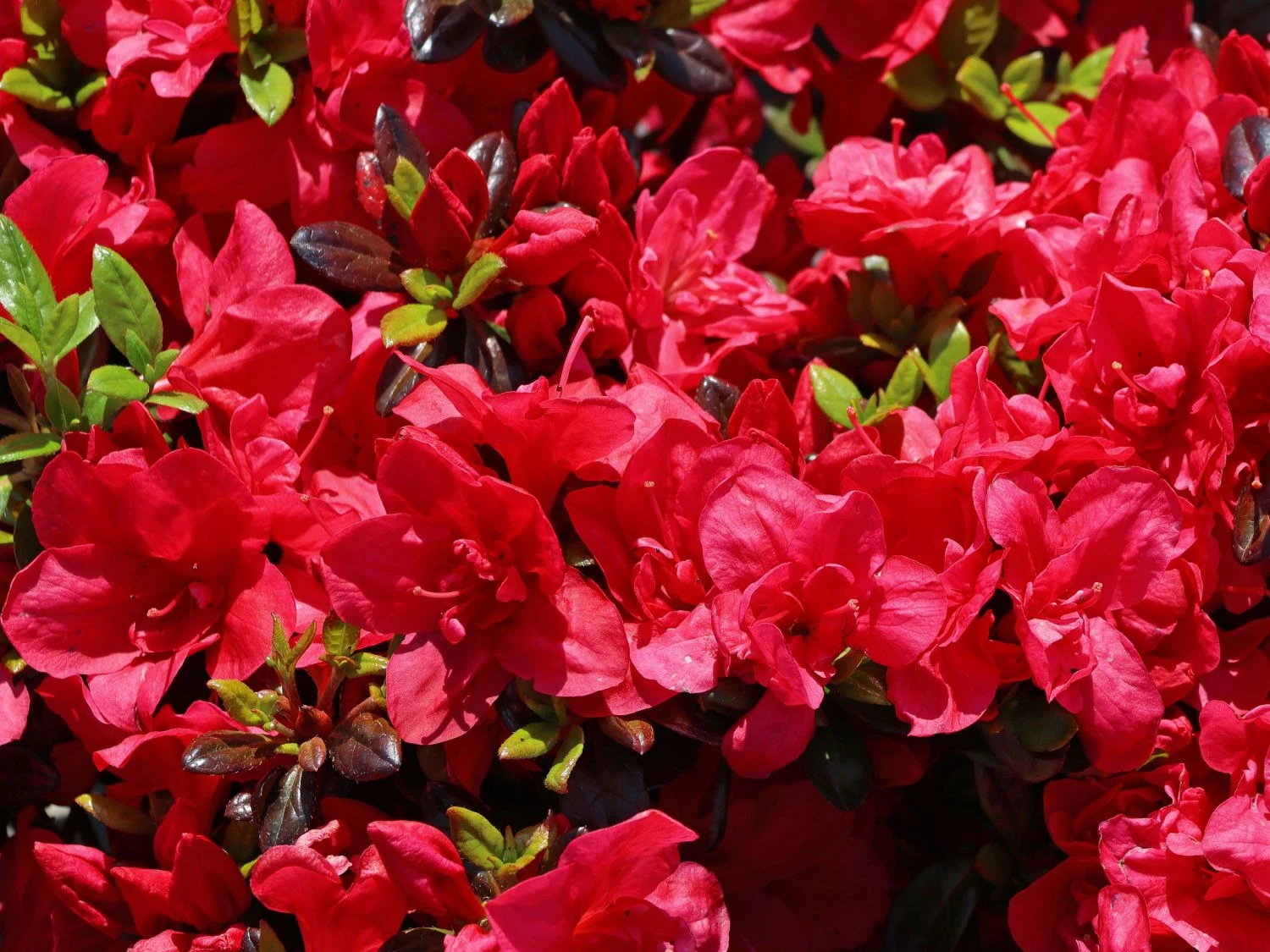 Japanische Azalee 'Maraschino' ® 7 Japanische Azalee 'Maraschino' ® – Bild 5