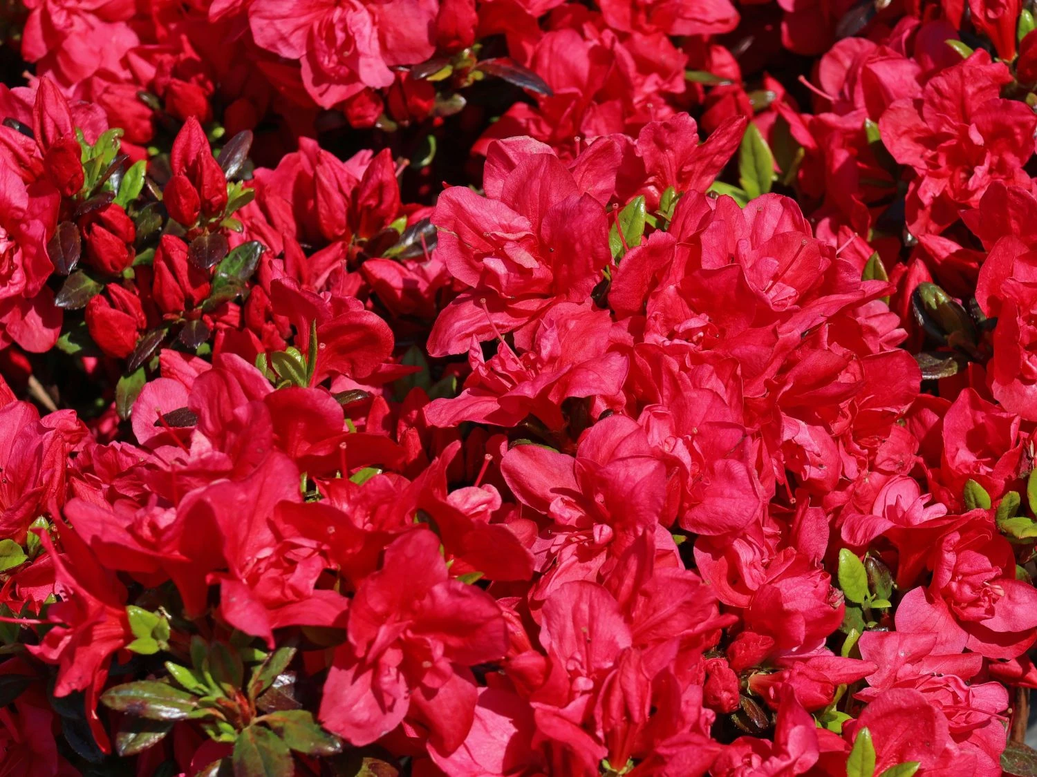 Japanische Azalee 'Maraschino' ® 9 Japanische Azalee 'Maraschino' ® – Bild 7