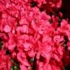 Japanische Azalee 'Maruschka' (S) -Günstiges Erd Seele Geschäft japanische azalee maruschka s m006900 h 0