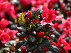 Japanische Azalee 'Maruschka' (S) -Günstiges Erd Seele Geschäft japanische azalee maruschka s m006900 w 0