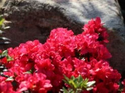 Japanische Azalee 'Maruschka' (S) -Günstiges Erd Seele Geschäft japanische azalee maruschka s m006900 w 2