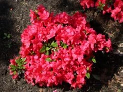 Japanische Azalee 'Maruschka' (S) -Günstiges Erd Seele Geschäft japanische azalee maruschka s m006900 w 3
