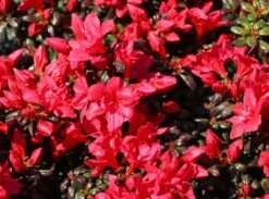 Japanische Azalee 'Maruschka' (S) -Günstiges Erd Seele Geschäft japanische azalee maruschka s m006900 w 4