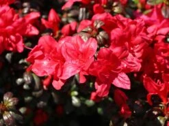 Japanische Azalee 'Maruschka' (S) -Günstiges Erd Seele Geschäft japanische azalee maruschka s m006900 w 5