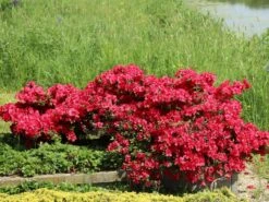 Japanische Azalee 'Maruschka' (S) -Günstiges Erd Seele Geschäft japanische azalee maruschka s m006900 w 6