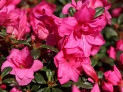 Japanische Azalee 'Melina' -Günstiges Erd Seele Geschäft japanische azalee melina m004142 w 1