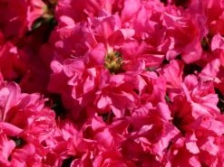 Japanische Azalee 'Melina' -Günstiges Erd Seele Geschäft japanische azalee melina m004142 w 2