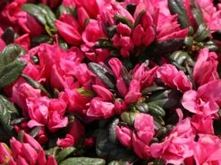 Japanische Azalee 'Melina' -Günstiges Erd Seele Geschäft japanische azalee melina m004142 w 3