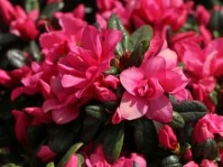 Japanische Azalee 'Melina' -Günstiges Erd Seele Geschäft japanische azalee melina m004142 w 4