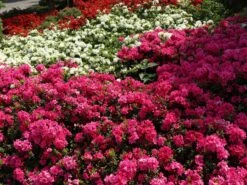 Japanische Azalee 'Melina' -Günstiges Erd Seele Geschäft japanische azalee melina m004142 w 5