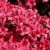 Japanische Azalee 'Michiko' 2 Japanische Azalee 'Michiko' -Günstiges Erd Seele Geschäft japanische azalee michiko m007862 h 0