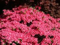 Japanische Azalee 'Michiko' -Günstiges Erd Seele Geschäft japanische azalee michiko m007862 w 0