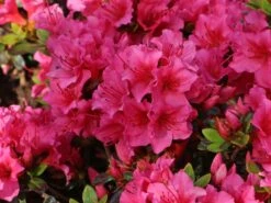 Japanische Azalee 'Michiko' -Günstiges Erd Seele Geschäft japanische azalee michiko m007862 w 1