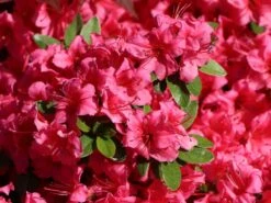 Japanische Azalee 'Michiko' -Günstiges Erd Seele Geschäft japanische azalee michiko m007862 w 2