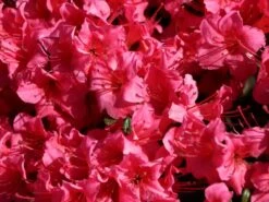 Japanische Azalee 'Michiko' -Günstiges Erd Seele Geschäft japanische azalee michiko m007862 w 3