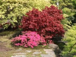 Japanische Azalee 'Michiko' -Günstiges Erd Seele Geschäft japanische azalee michiko m007862 w 4