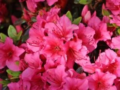 Japanische Azalee 'Michiko' -Günstiges Erd Seele Geschäft japanische azalee michiko m007862 w 5