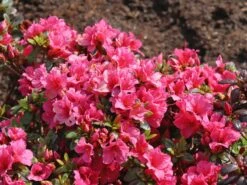 Japanische Azalee 'Michiko' -Günstiges Erd Seele Geschäft japanische azalee michiko m007862 w 6