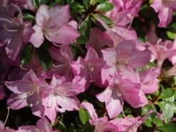 Japanische Azalee 'Negligé' ® 10 Japanische Azalee 'Negligé' ® -Günstiges Erd Seele Geschäft japanische azalee neglig m095887 w 0