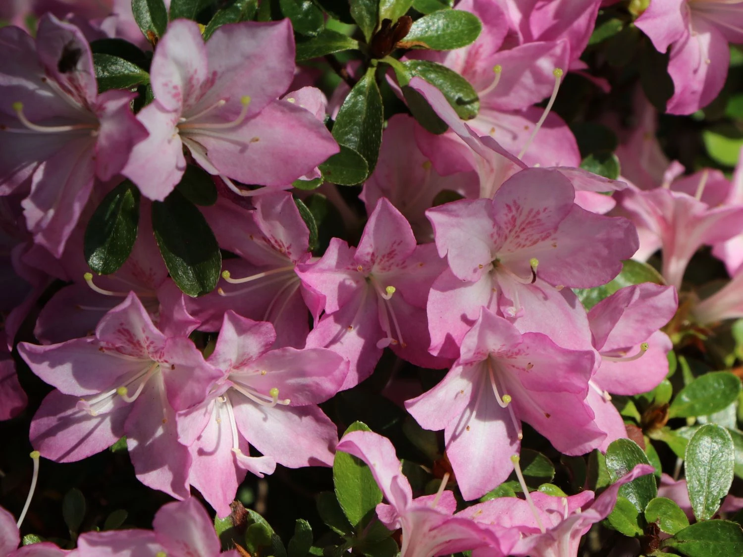 Japanische Azalee 'Negligé' ® 4 Japanische Azalee 'Negligé' ® – Bild 2