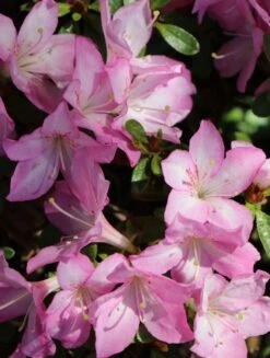 Japanische Azalee 'Negligé' ® 13 Japanische Azalee 'Negligé' ® -Günstiges Erd Seele Geschäft japanische azalee neglig m095887 w 1