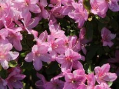 Japanische Azalee 'Negligé' ® 14 Japanische Azalee 'Negligé' ® -Günstiges Erd Seele Geschäft japanische azalee neglig m095887 w 4