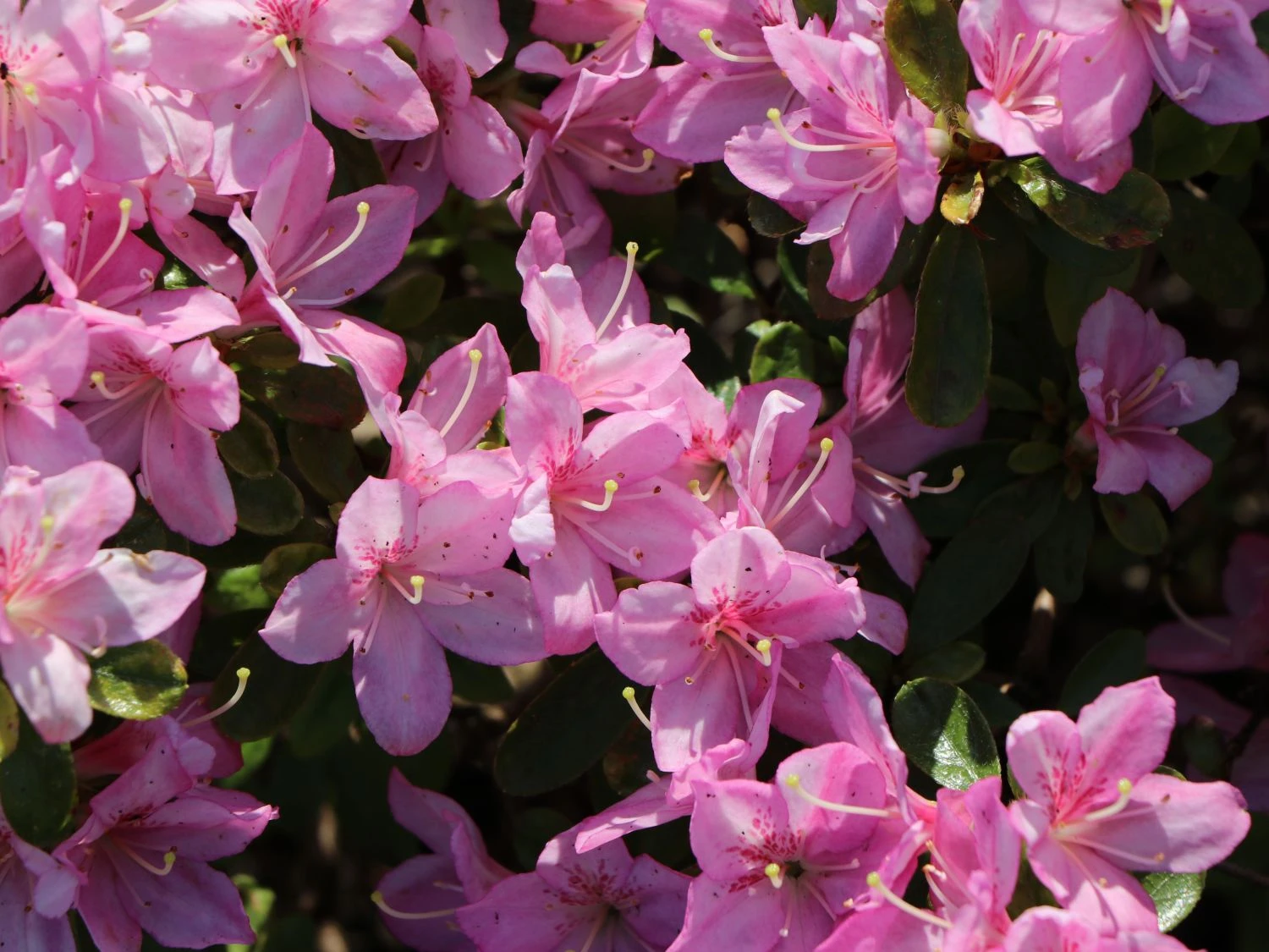 Japanische Azalee 'Negligé' ® 8 Japanische Azalee 'Negligé' ® – Bild 6