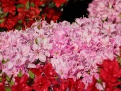 Japanische Azalee 'Negligé' ® 15 Japanische Azalee 'Negligé' ® -Günstiges Erd Seele Geschäft japanische azalee neglig m095887 w 5