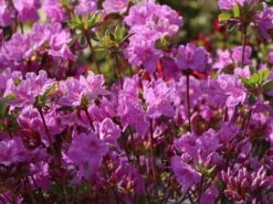 Japanische Azalee 'Otava' -Günstiges Erd Seele Geschäft japanische azalee otava m006902 w 1